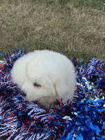 Blue, a male Great Pyrenees for sale in Cleveland, NC – 10 of 10