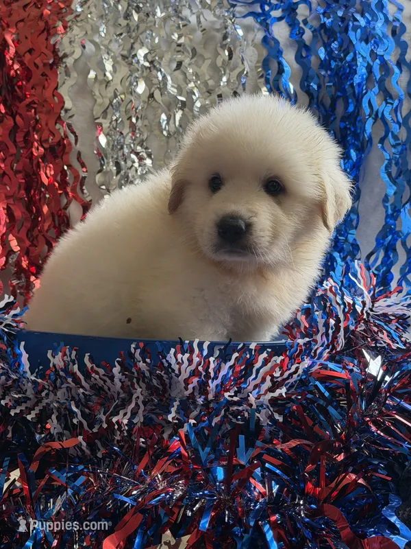 Georgie – Great Pyrenees puppy for sale in Cleveland, NC