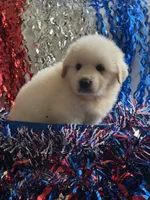 Georgie, a female Great Pyrenees for sale in Cleveland, NC – 1 of 1