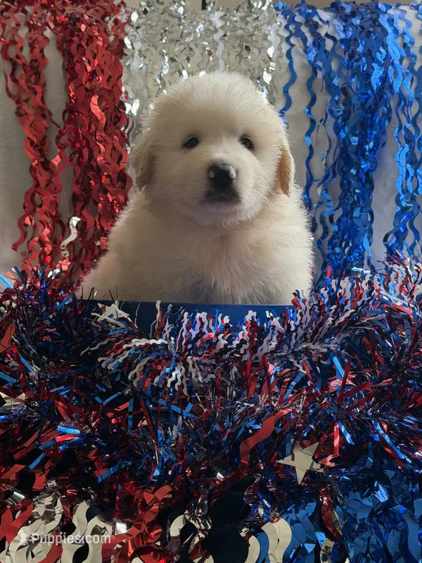 Duke – Great Pyrenees puppy for sale in Cleveland, NC