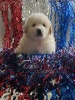 Duke, a male Great Pyrenees for sale in Cleveland, NC – 1 of 1