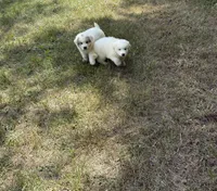 Blue, a male Great Pyrenees for sale in Cleveland, NC – 8 of 10
