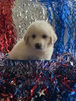 Blue, a male Great Pyrenees for sale in Cleveland, NC – 1 of 1