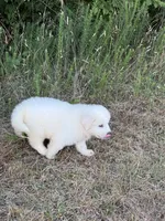 Blue, a male Great Pyrenees for sale in Cleveland, NC – 6 of 10