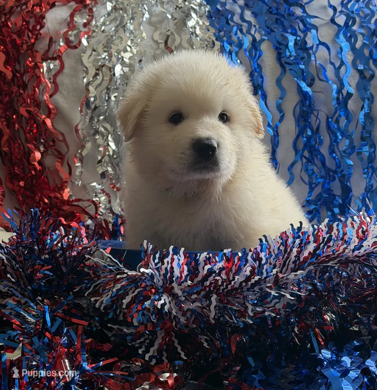 Liberty – Great Pyrenees puppy for sale in Cleveland, NC