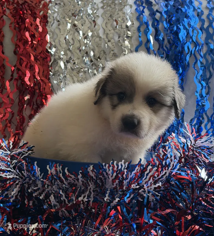 Sparkle – Great Pyrenees puppy for sale in Cleveland, NC