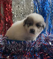 Sparkle, a female Great Pyrenees for sale in Cleveland, NC – 1 of 1