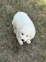 Blue, a male Great Pyrenees for sale in Cleveland, NC – 9 of 10