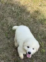 Blue, a male Great Pyrenees for sale in Cleveland, NC – 4 of 10