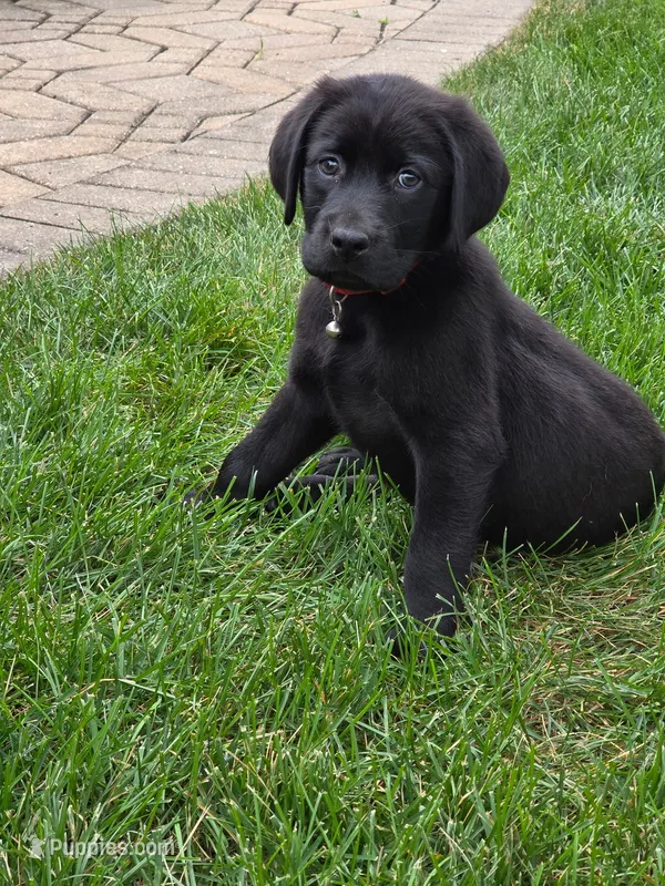 Red Collar  – Labrador Retriever puppy for sale in Kane, IL