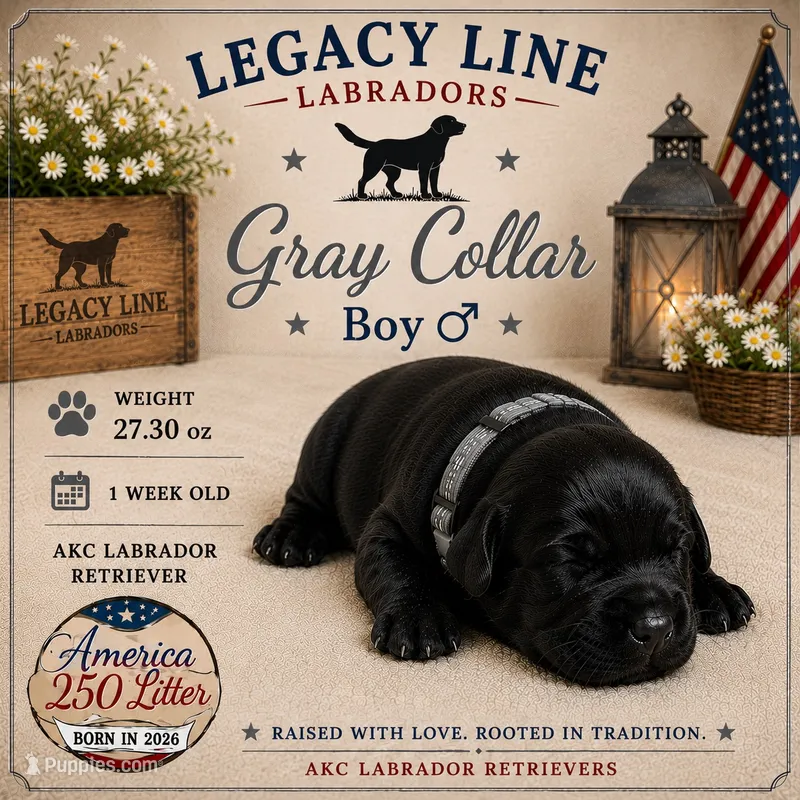 Grey Collar  – Labrador Retriever puppy for sale in Kane, IL