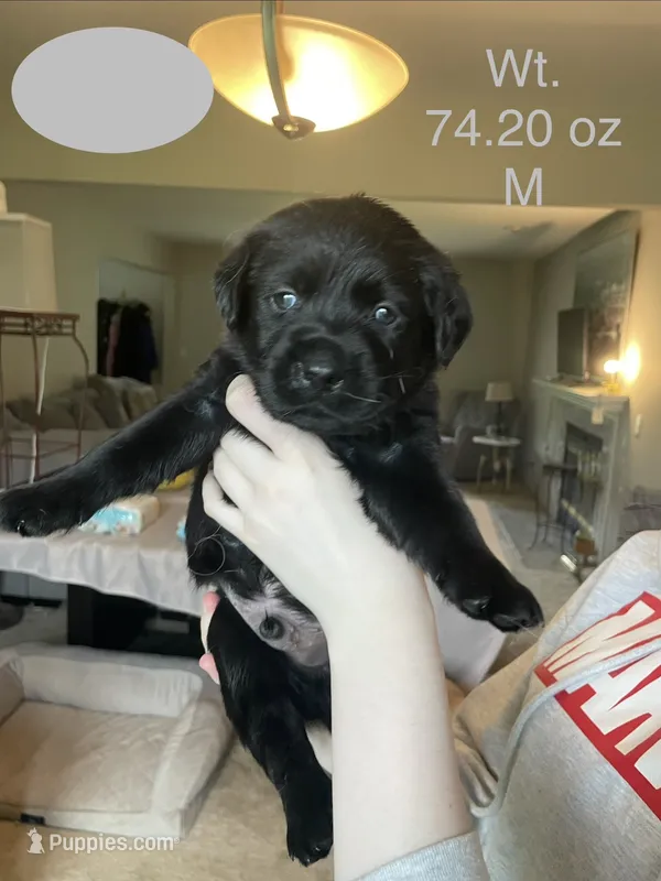 Grey Collar  – Labrador Retriever puppy for sale in Kane, IL