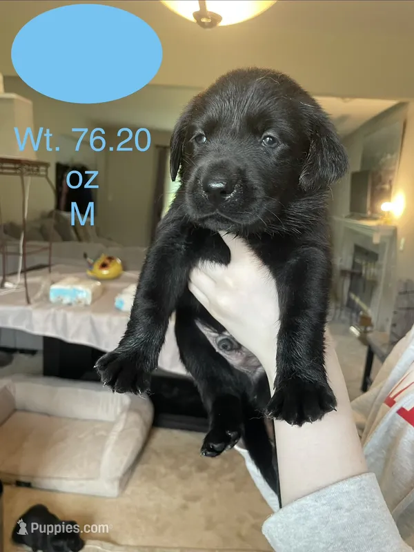 Light Blue Collar – Labrador Retriever puppy for sale in Kane, IL