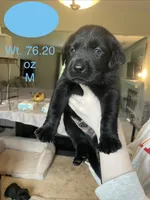 Light Blue Collar, a male Labrador Retriever for sale in Kane, IL – 1 of 4