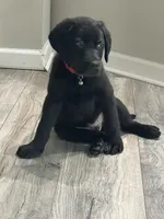 Red Collar , a male Labrador Retriever for sale in Kane, IL – 6 of 6