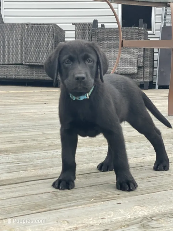 Light Blue Collar – Labrador Retriever puppy for sale in Kane, IL