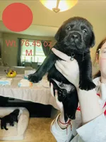 Red, a male Labrador Retriever for sale in Kane, IL – 1 of 4