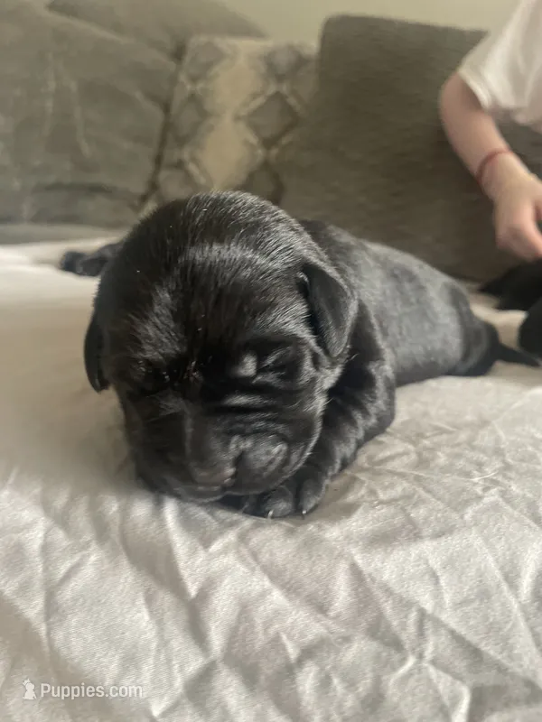 Grey Collar  – Labrador Retriever puppy for sale in Kane, IL