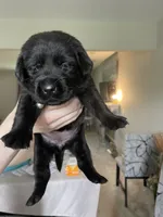 Pink Collar, a female Labrador Retriever for sale in Kane, IL – 2 of 5