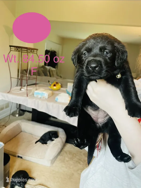 Pink Collar – Labrador Retriever puppy for sale in Kane, IL
