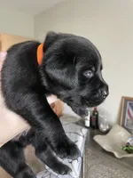 Orange Collar , a male Labrador Retriever for sale in Kane, IL – 2 of 5