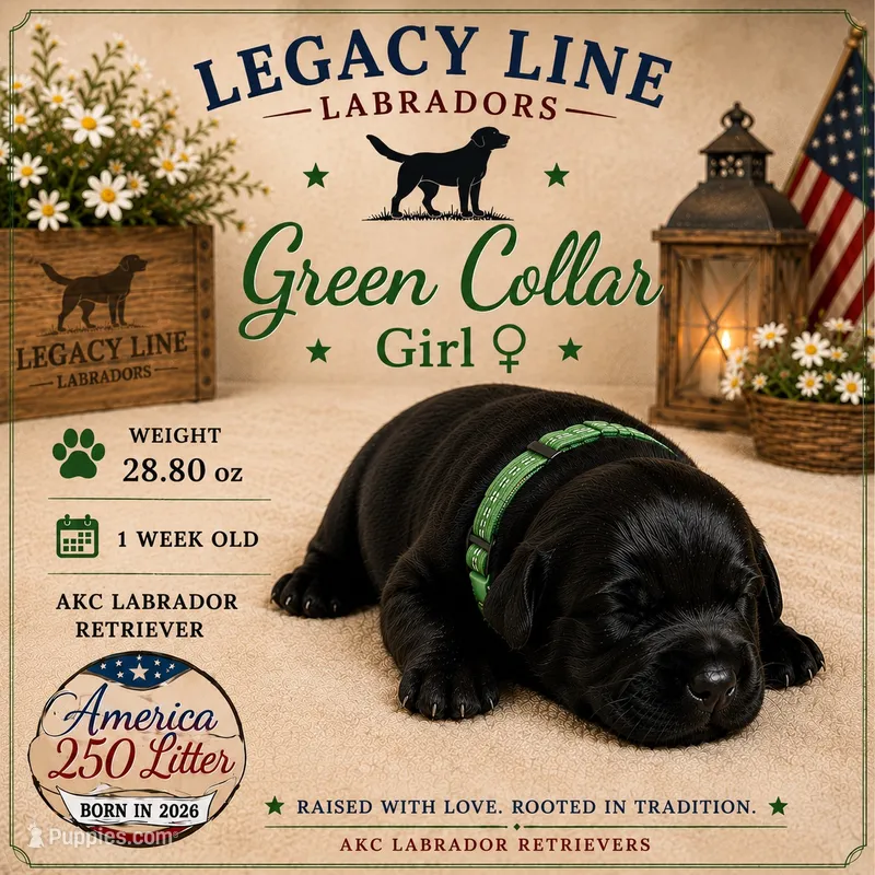 Green – Labrador Retriever puppy for sale in Kane, IL