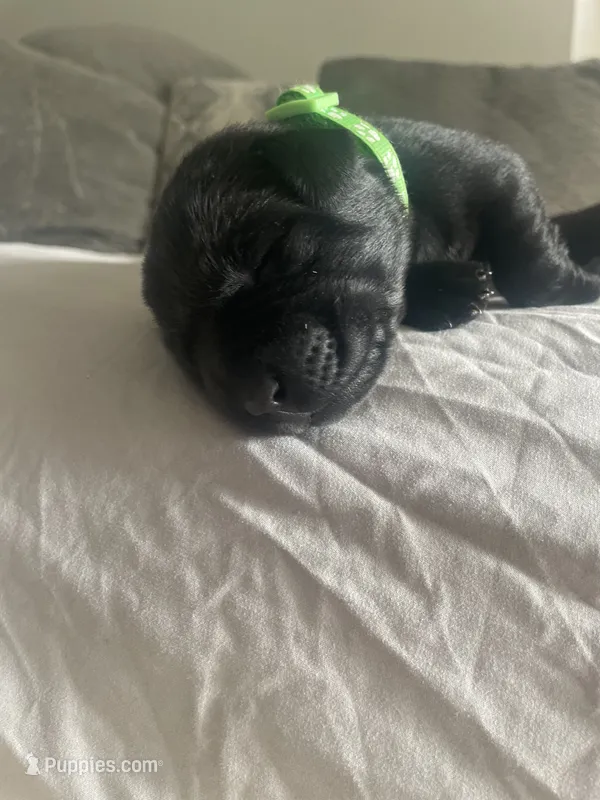 Green – Labrador Retriever puppy for sale in Kane, IL