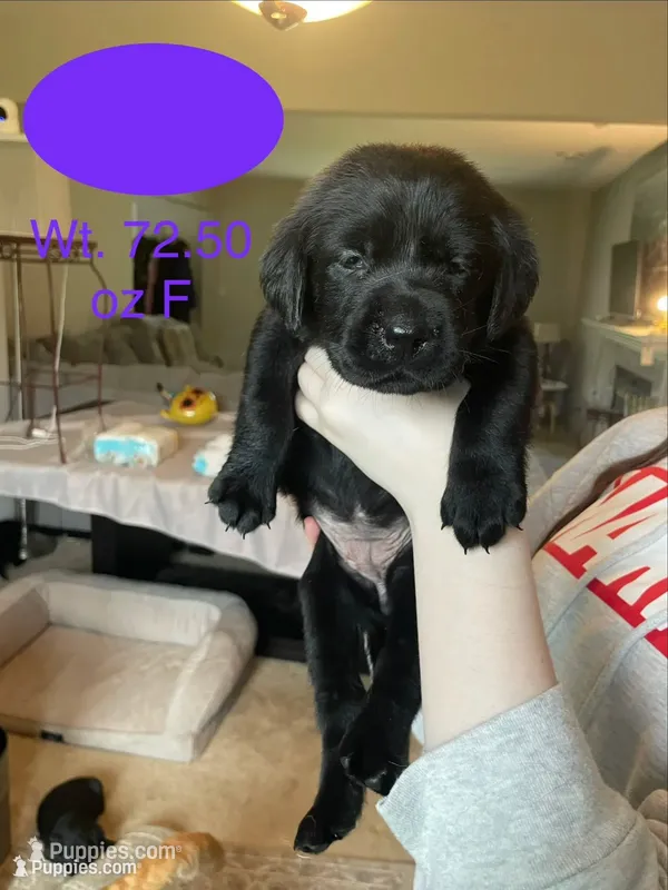 Purple Collar – Labrador Retriever puppy for sale in Kane, IL