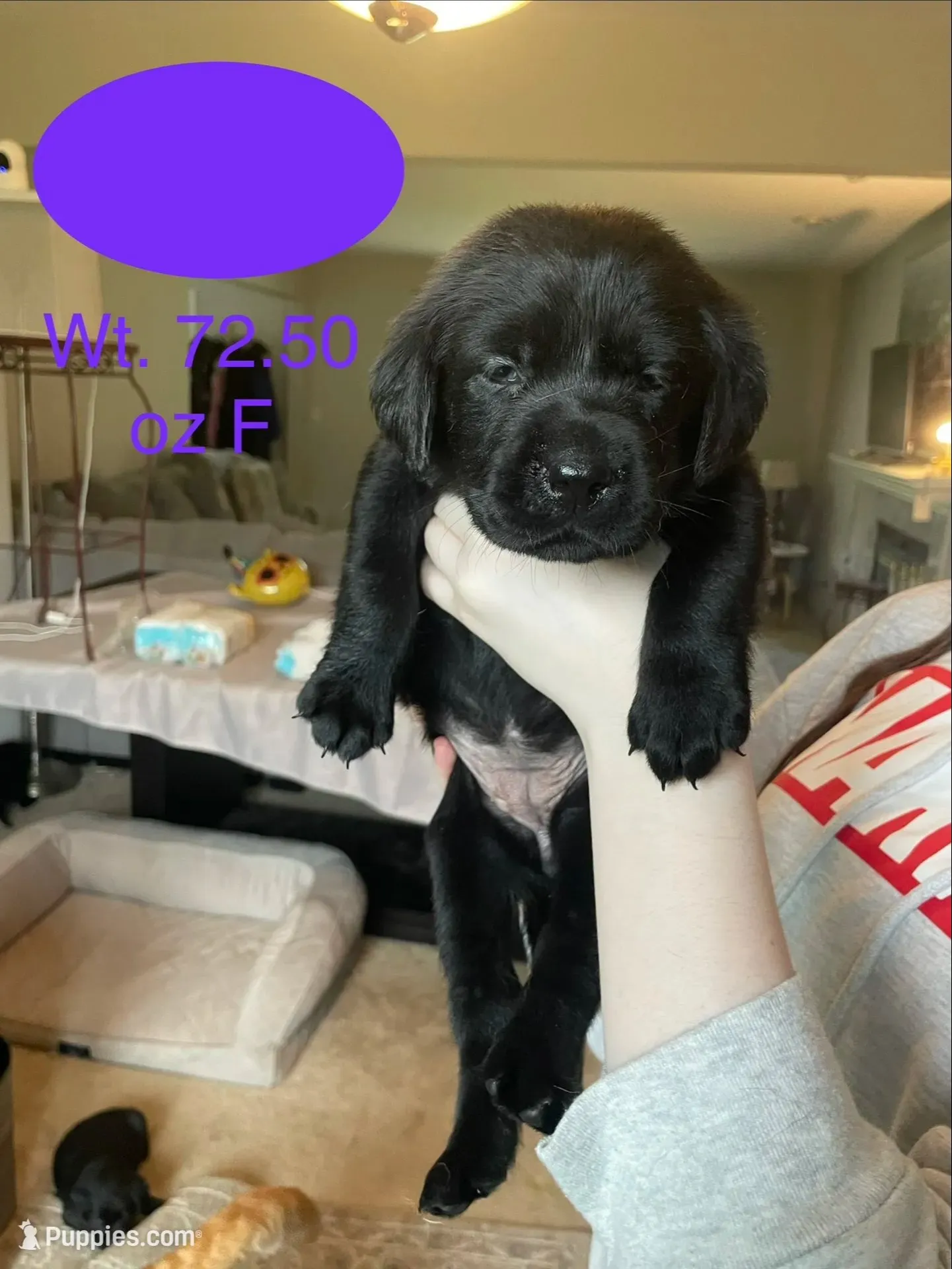 Purple Collar, a female Labrador Retriever for sale in Kane, IL – 1 of 5