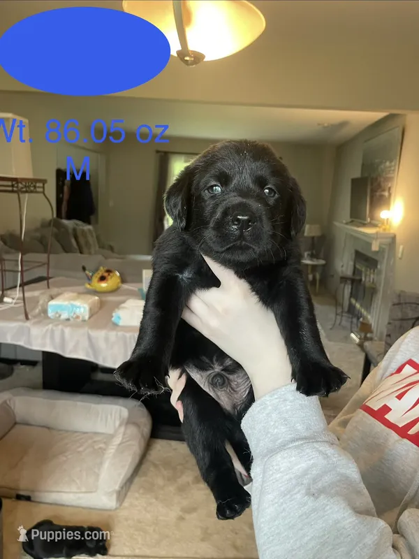 Dark Blue Collar  – Labrador Retriever puppy for sale in Kane, IL
