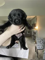 Purple Collar, a female Labrador Retriever for sale in Kane, IL – 2 of 5