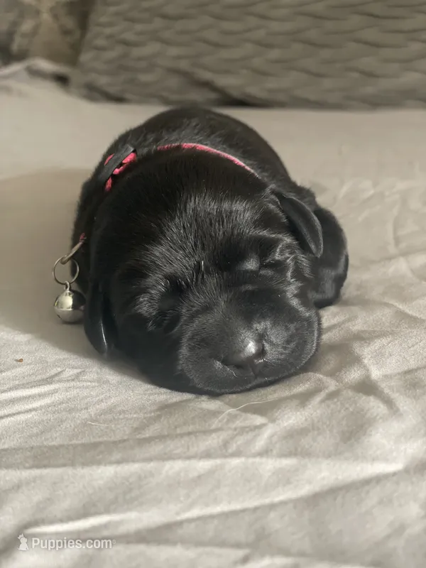 Pink Collar – Labrador Retriever puppy for sale in Kane, IL