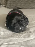 Pink Collar, a female Labrador Retriever for sale in Kane, IL – 1 of 1