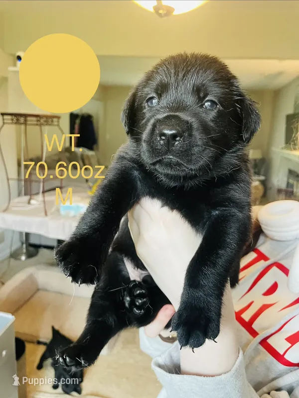 Yellow Collar  – Labrador Retriever puppy for sale in Kane, IL