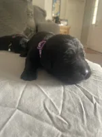 Purple Collar, a female Labrador Retriever for sale in Kane, IL – 1 of 1
