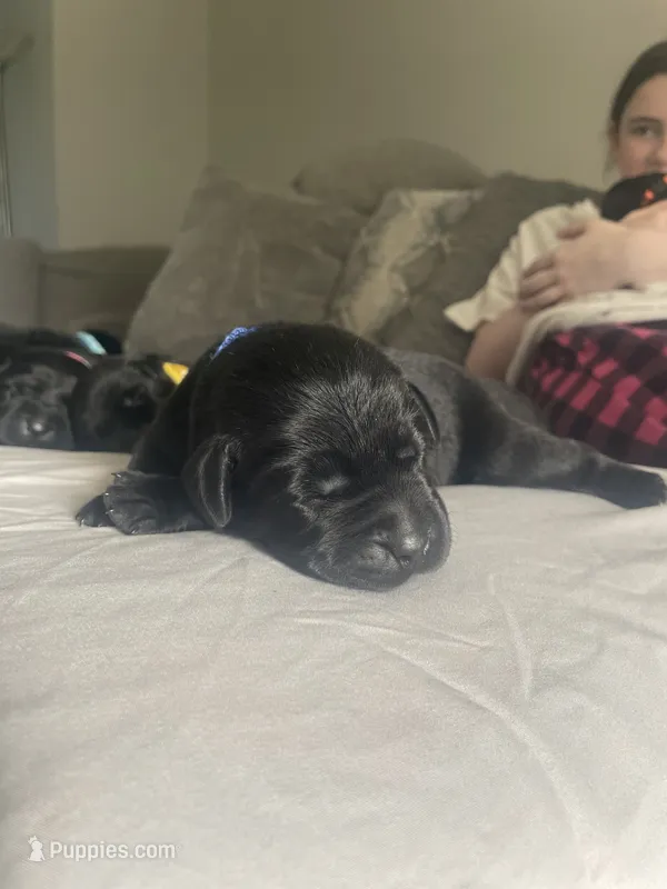 Dark Blue Collar  – Labrador Retriever puppy for sale in Kane, IL