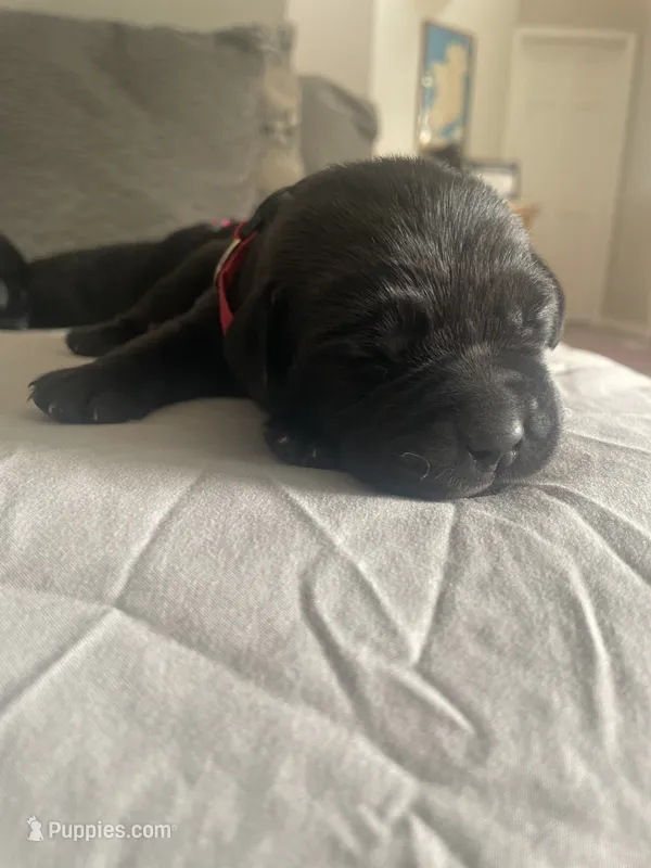Red Collar  – Labrador Retriever puppy for sale in Kane, IL