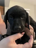 Red, a male Labrador Retriever for sale in Kane, IL – 2 of 4