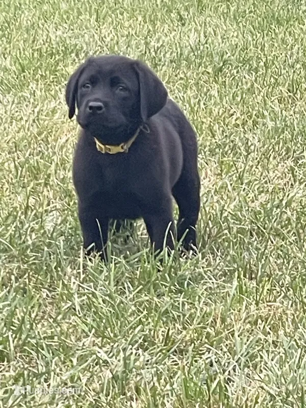 Yellow Collar  – Labrador Retriever puppy for sale in Kane, IL