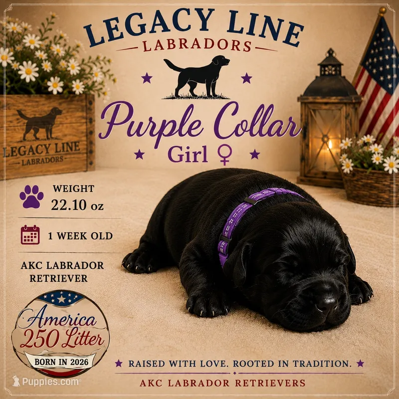 Purple Collar – Labrador Retriever puppy for sale in Kane, IL