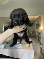 Green, a female Labrador Retriever for sale in Kane, IL – 2 of 5