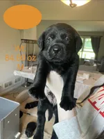 Orange Collar , a male Labrador Retriever for sale in Kane, IL – 1 of 5