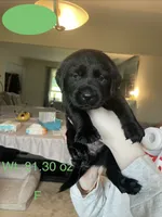 Green, a female Labrador Retriever for sale in Kane, IL – 1 of 5