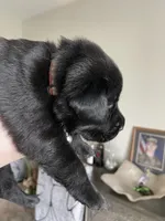 Pink Collar, a female Labrador Retriever for sale in Kane, IL – 4 of 5