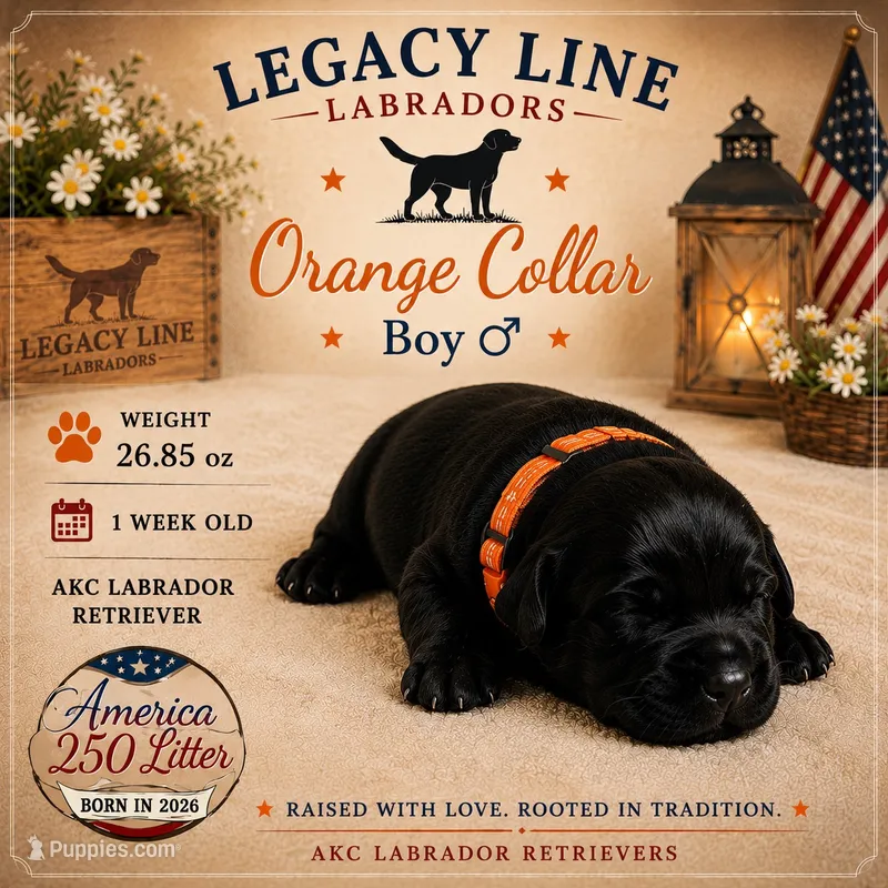 Orange Collar  – Labrador Retriever puppy for sale in Kane, IL