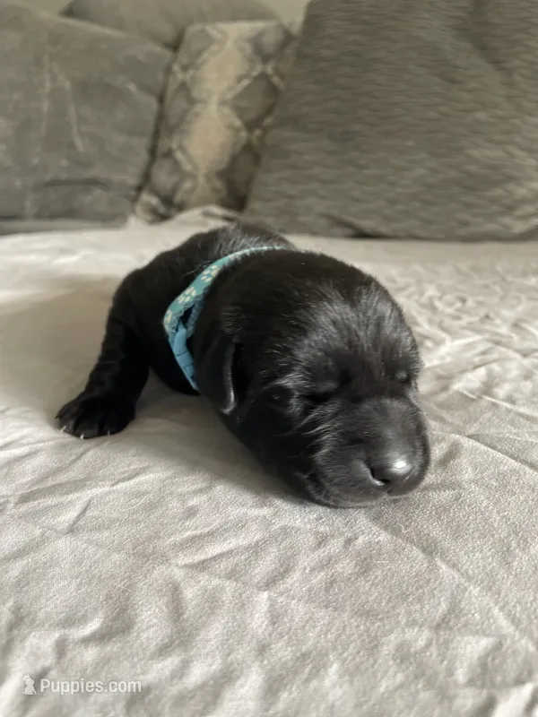 Light Blue Collar – Labrador Retriever puppy for sale in Kane, IL