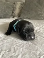 Light Blue Collar, a male Labrador Retriever for sale in Kane, IL – 1 of 1