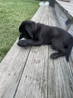 Red Collar , a male Labrador Retriever for sale in Kane, IL – 4 of 6