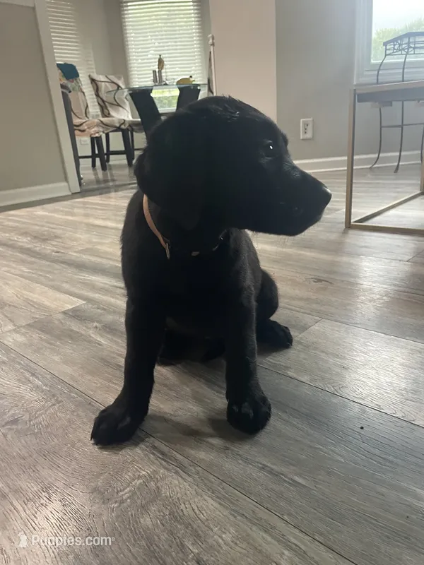 Pink Collar – Labrador Retriever puppy for sale in Kane, IL