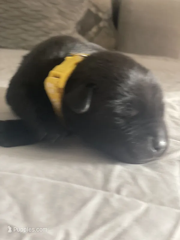 Yellow Collar  – Labrador Retriever puppy for sale in Kane, IL
